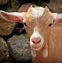 Shio Kambing Desember 2022 Lengkap Dengan Weton Bulan Mei